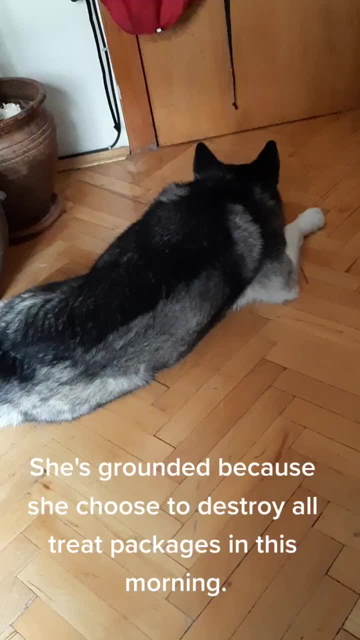 @Erzathehusky