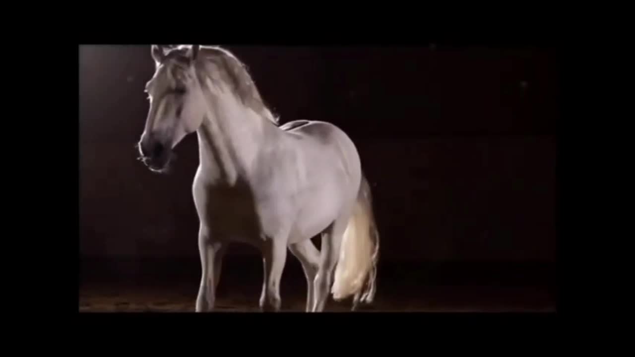 @pferdeedits377373