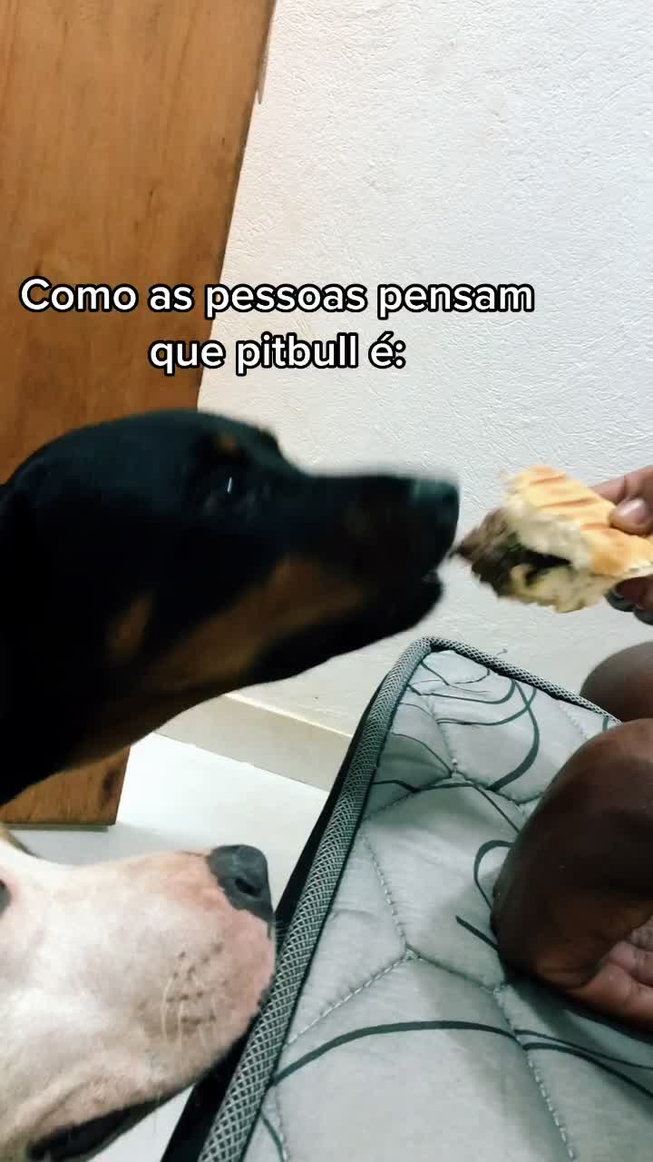 @Bela Pitbull terrier
