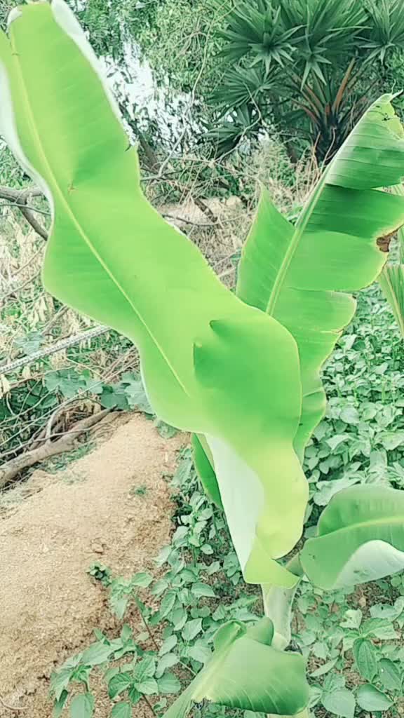 @prabhushalini