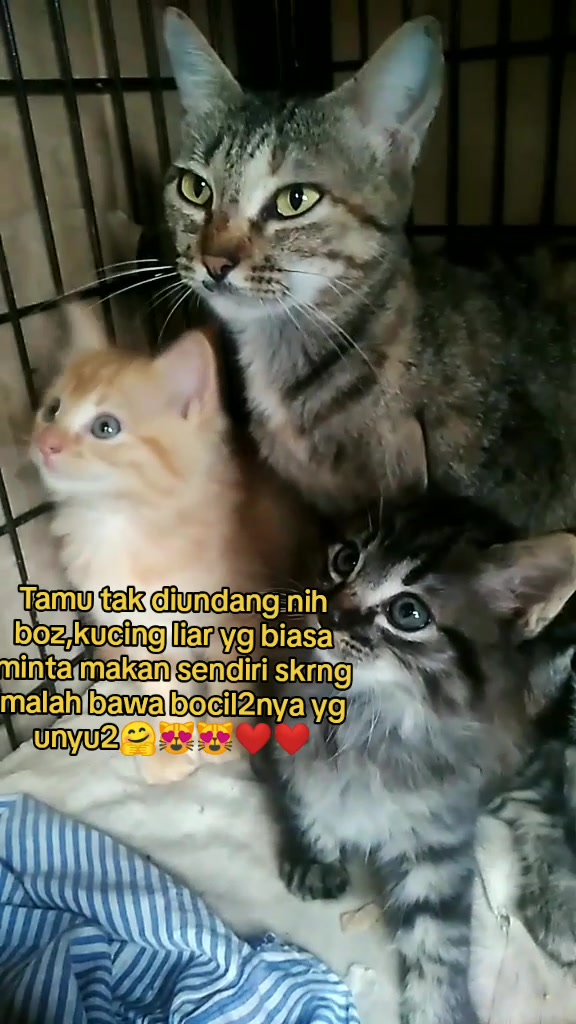 @Bunda Inkha