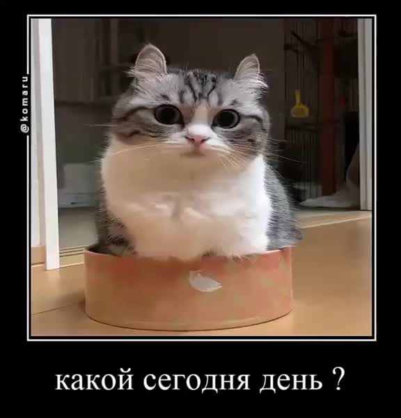 @гифки с комару