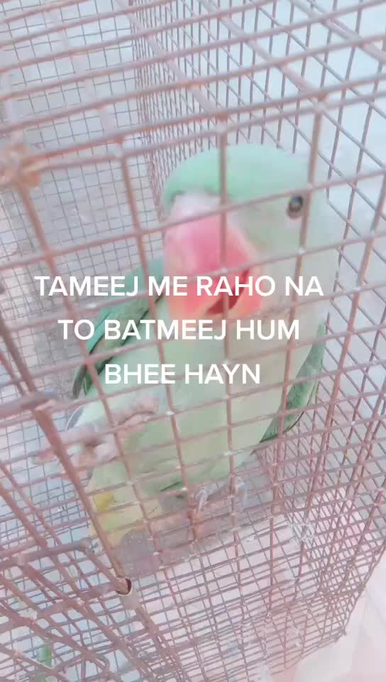 @R K Singh