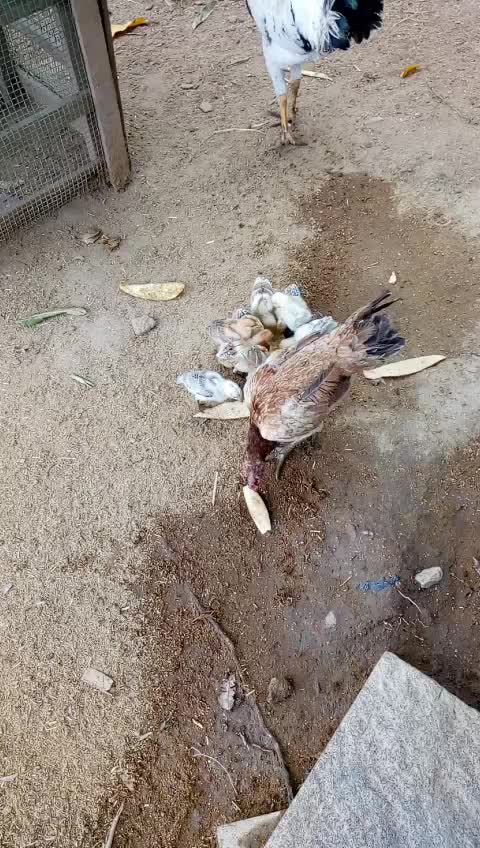 @RATHISH UMAPATHY