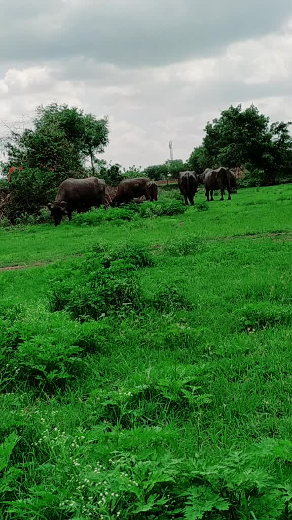 @बाबा भाई मित्र मंडळ