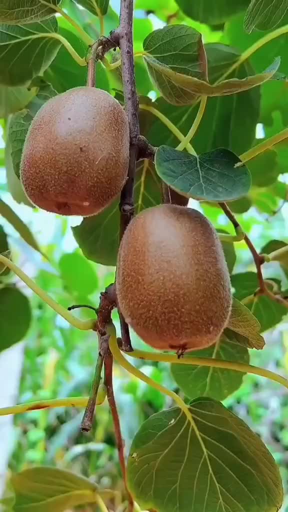 @Fruits88๐๐๐