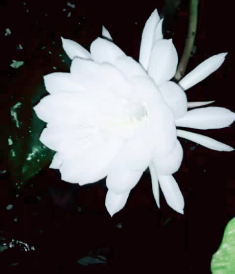 @user33281488900
