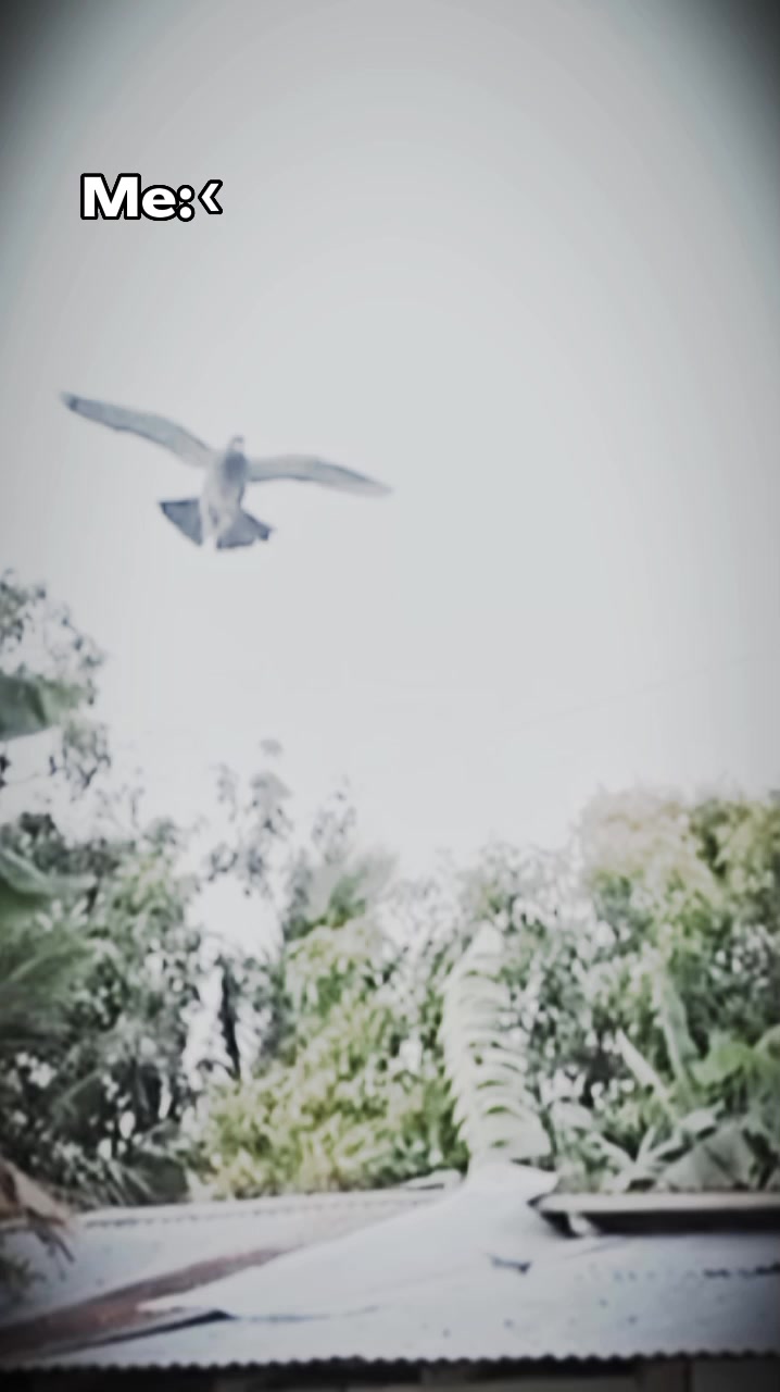 @Double J brothers loft 🕊️