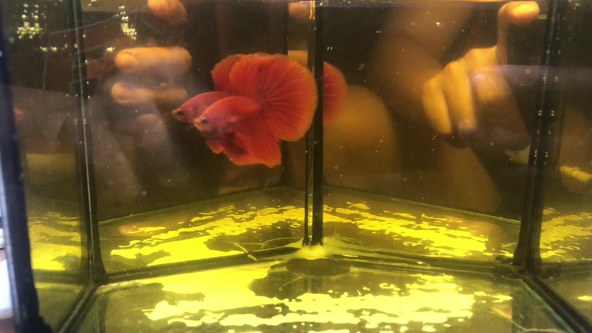 @The Betta-Buddy Shop