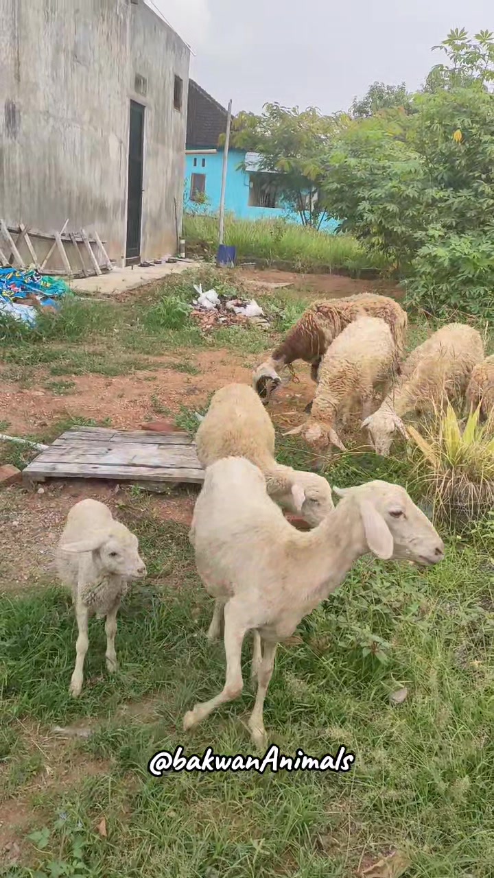 @Bakwan Animals