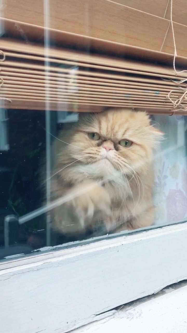 @Nugget the Cat