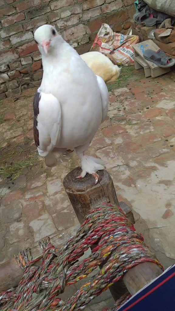 @Sahjad       Ansari
