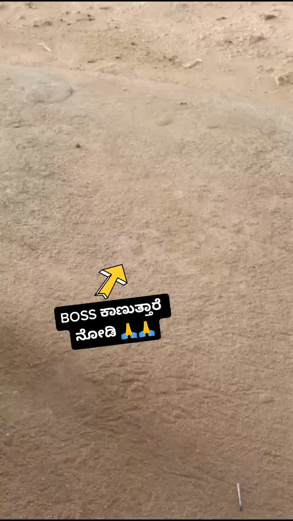 @dboss_fan