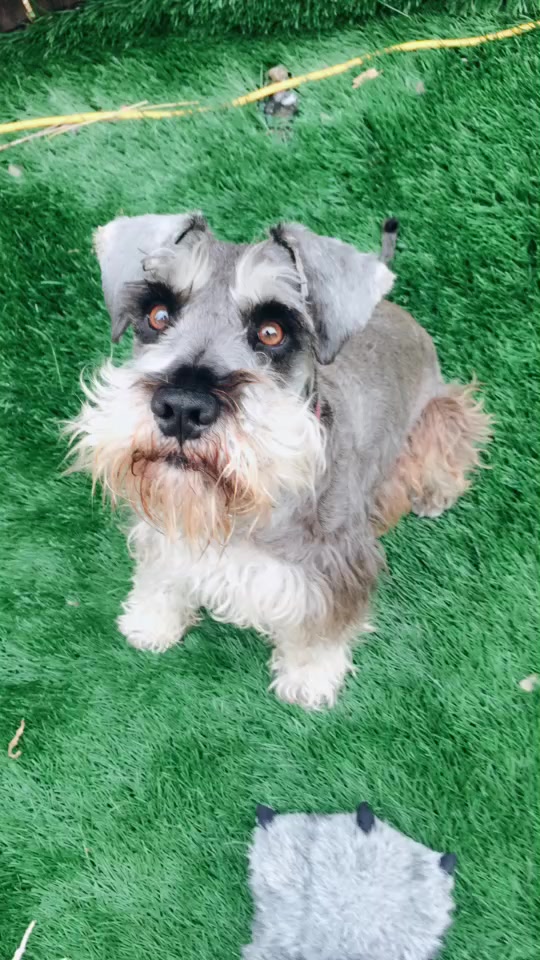 @max_pooch