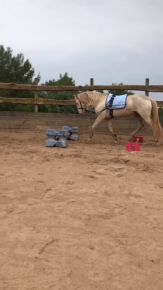 @🐴💎🥰