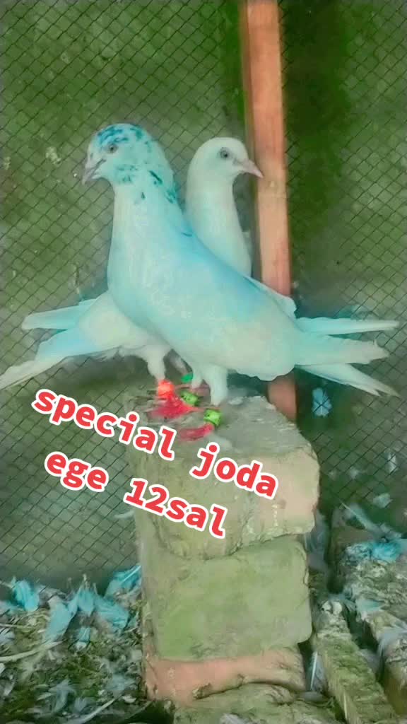 @kaboter Bazi10eb
