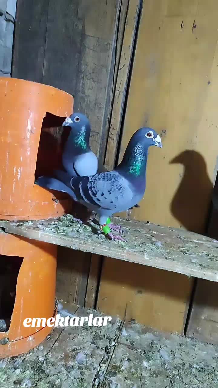 @👑 postacı 👑