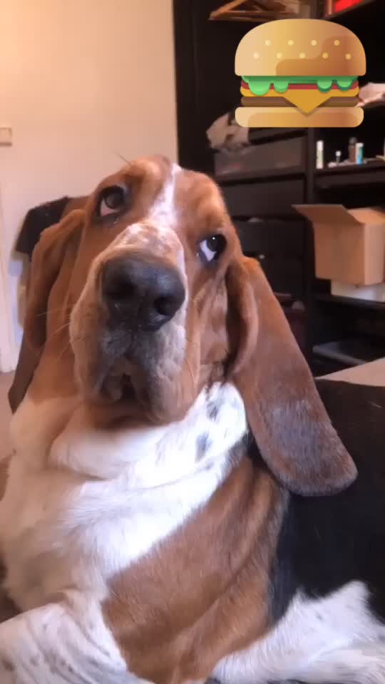 @Olaf le basset hound 🐾