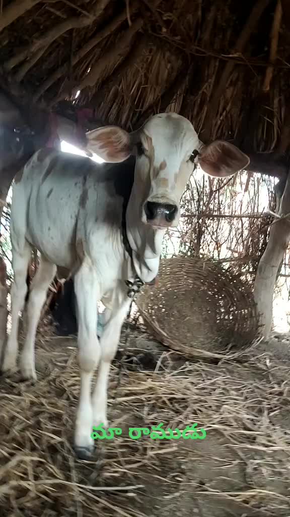 @S Raju Raju