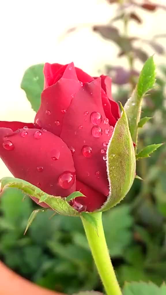 @darling zameer swety
