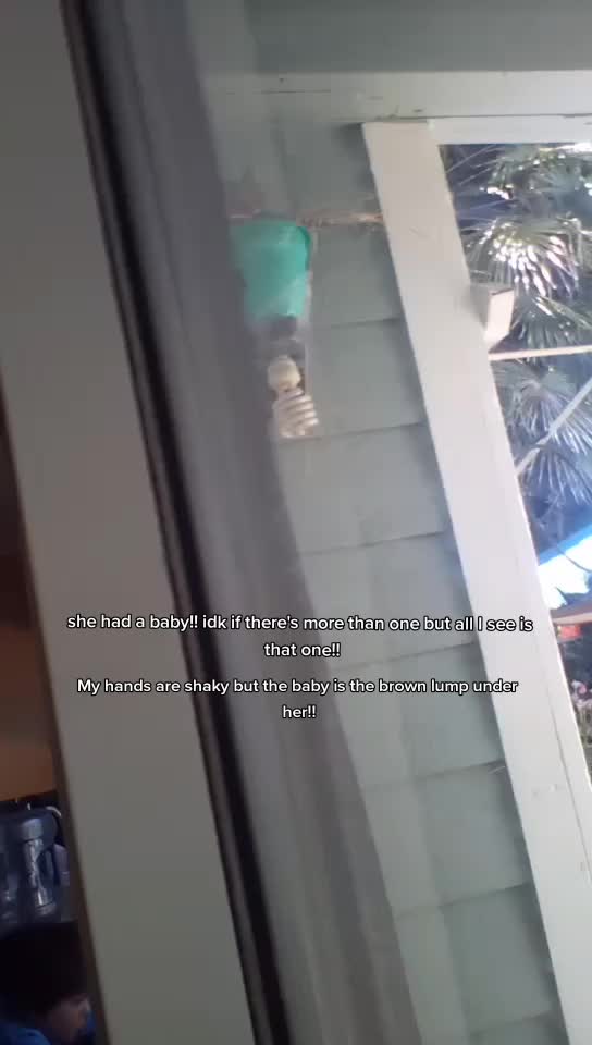 @AnonymousAlienThingz