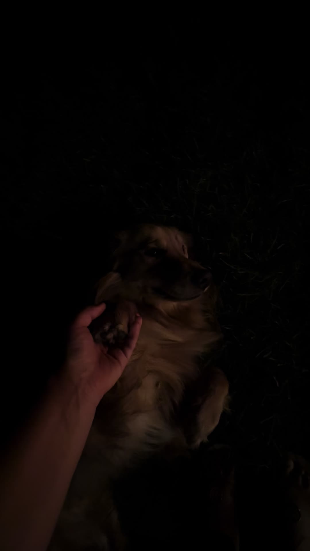 @Sabrina & Stitch.golden💗🦮