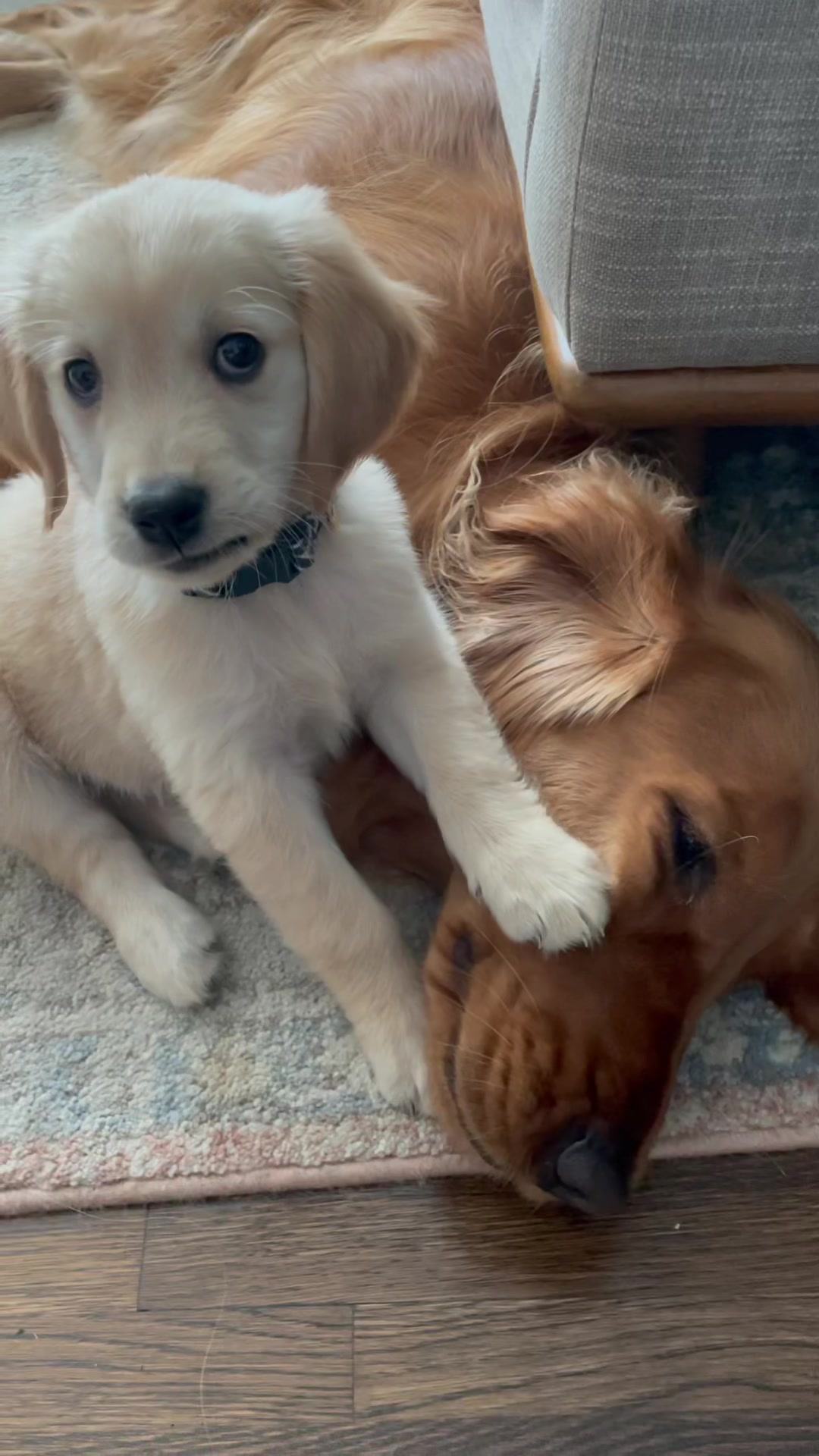 @Koda the Golden