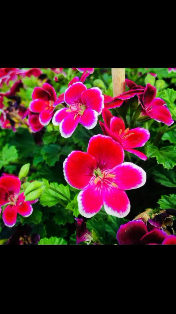 @R'vaaa pm 7287