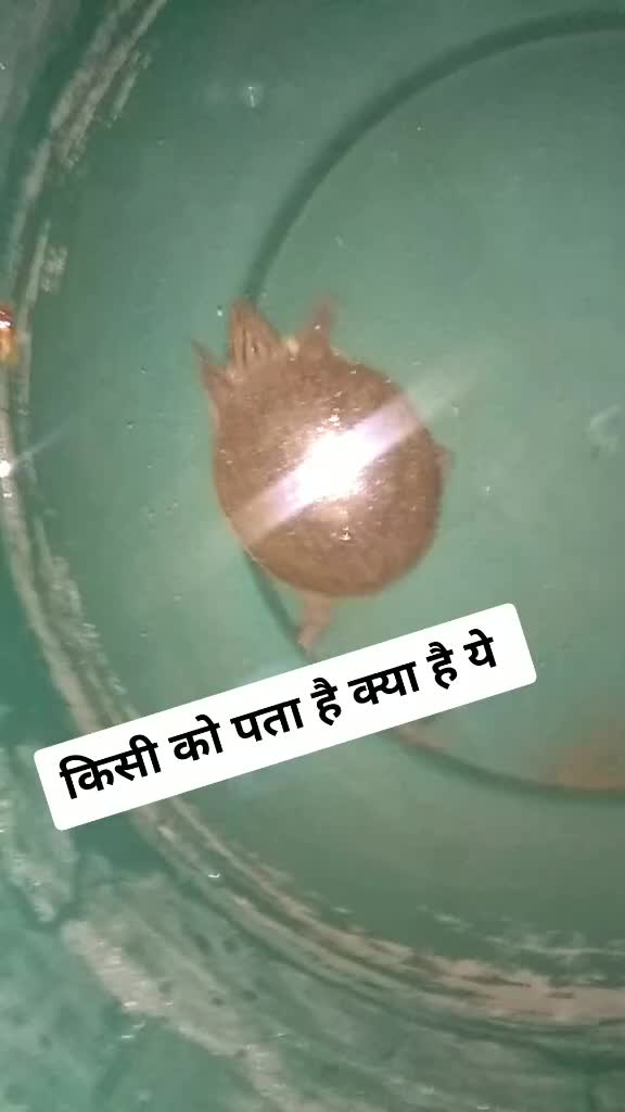 @🤘Mr Desi boy🤘