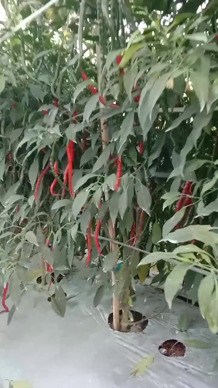 @petani