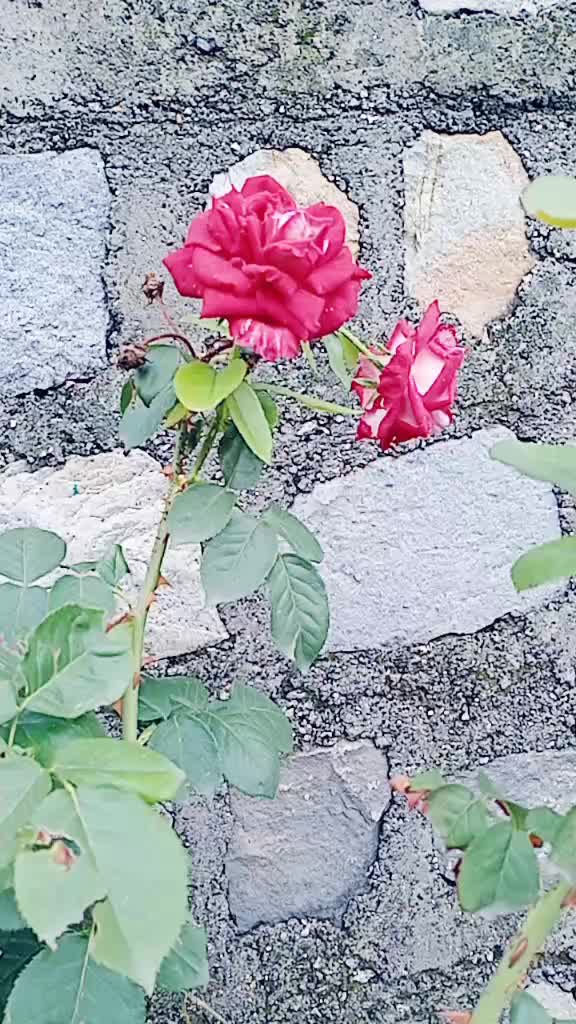 @Sheela Panwar