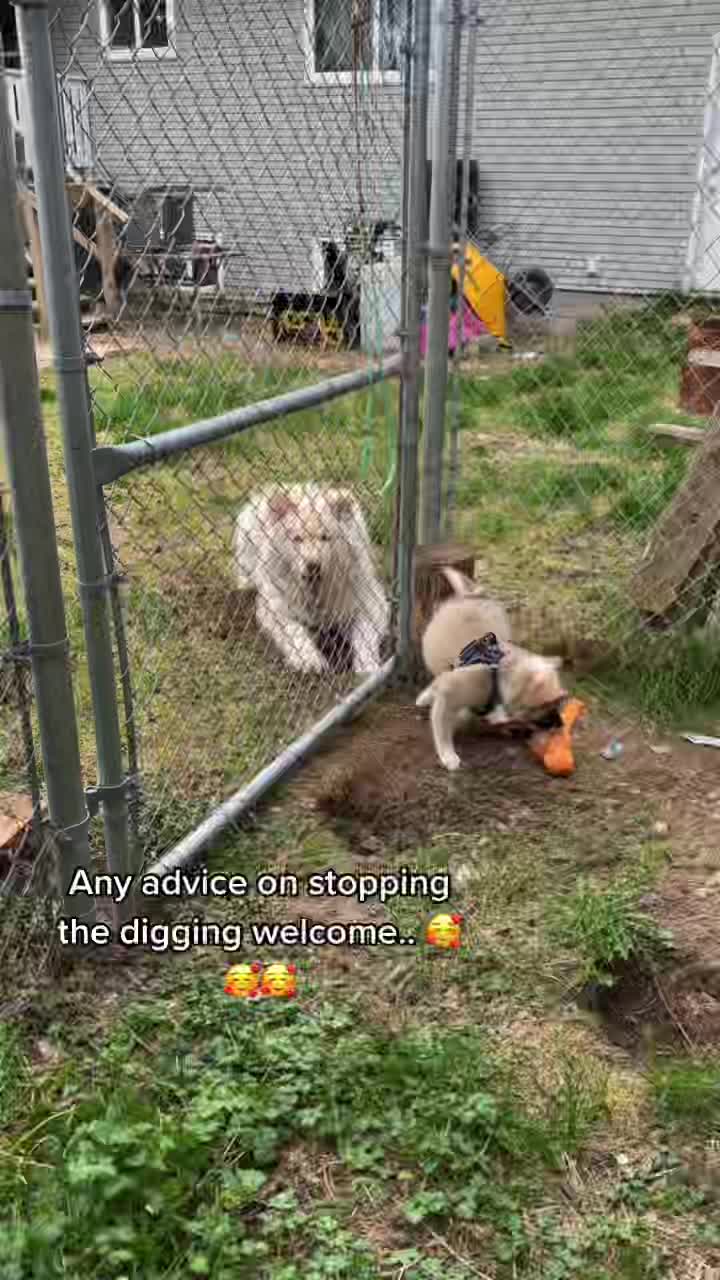 @kaska.olive.fira.roux