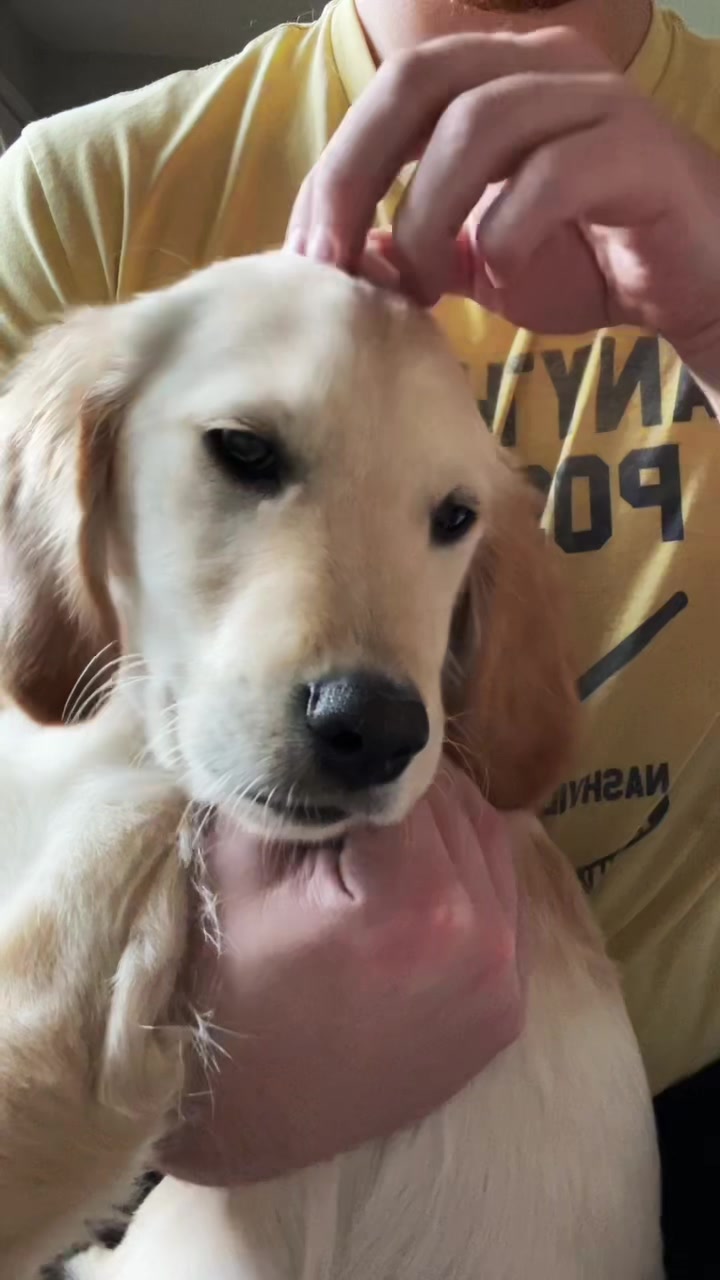 @Koda the Golden
