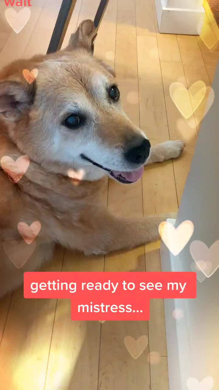 @Teddy the Mutt