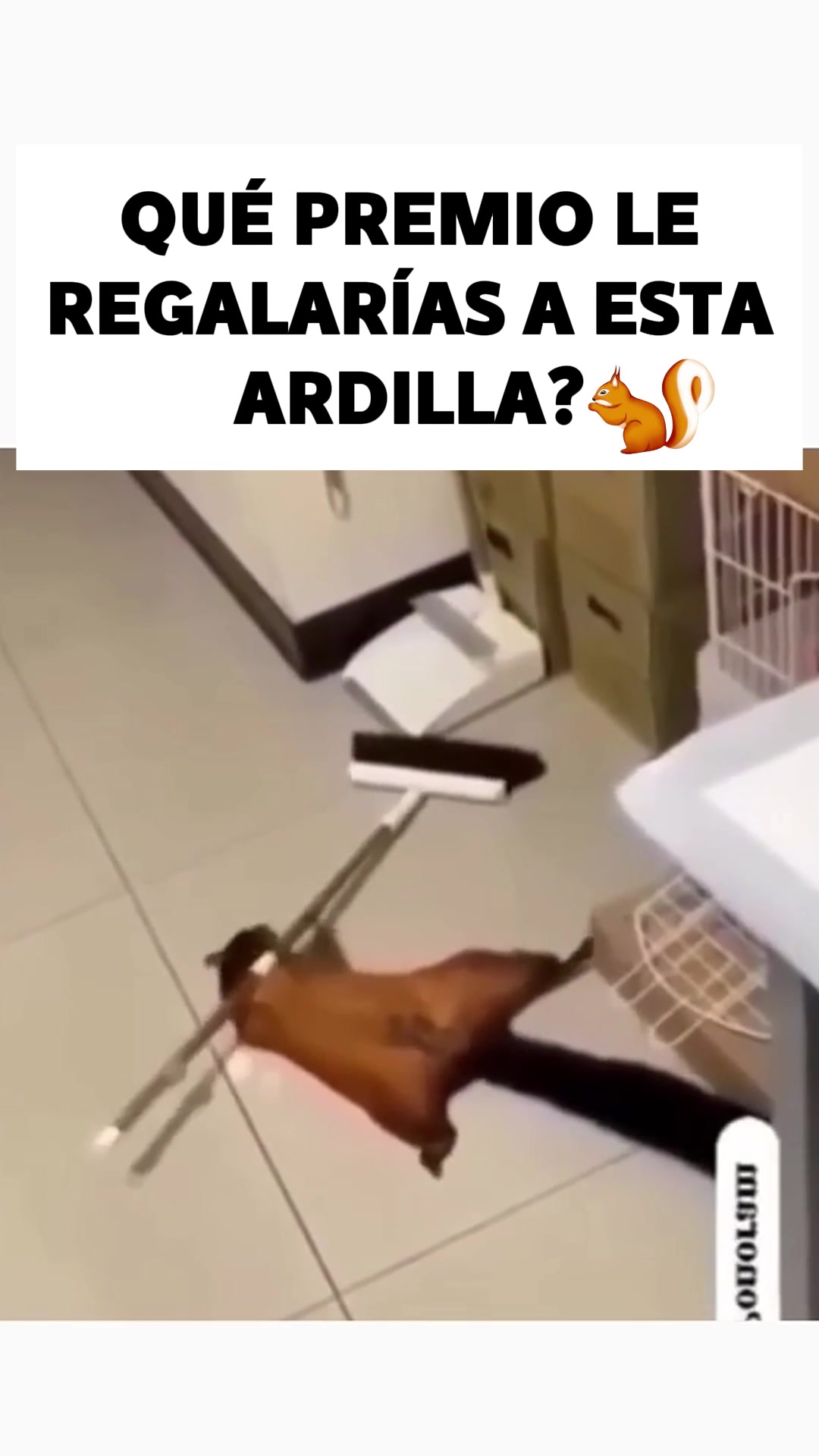 @CLUB DE ANIMALES