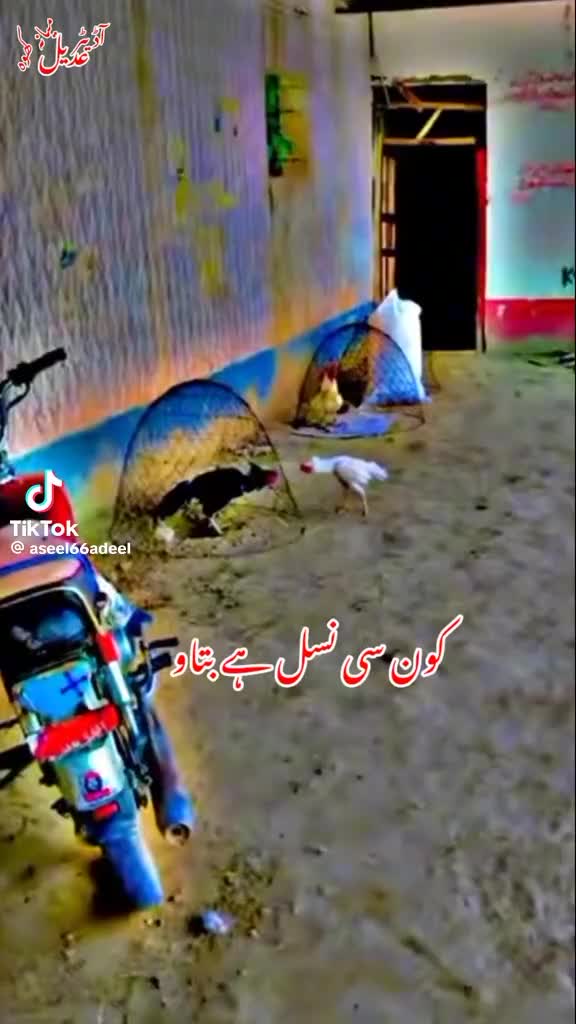 @abdul.majid796