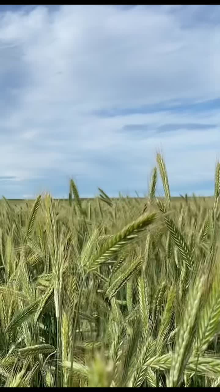 @seednetca