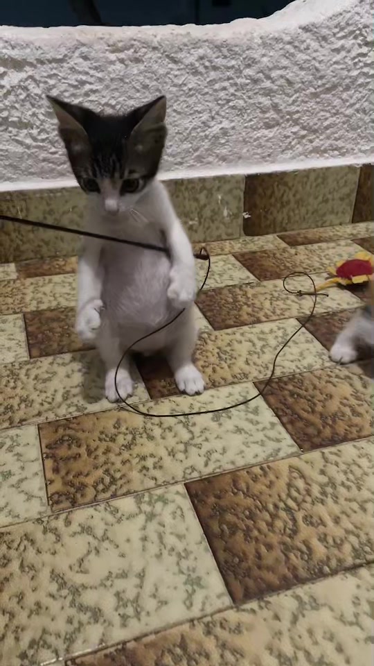 @CuteCat