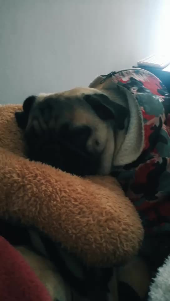 @Norka Elizabeth The Pug