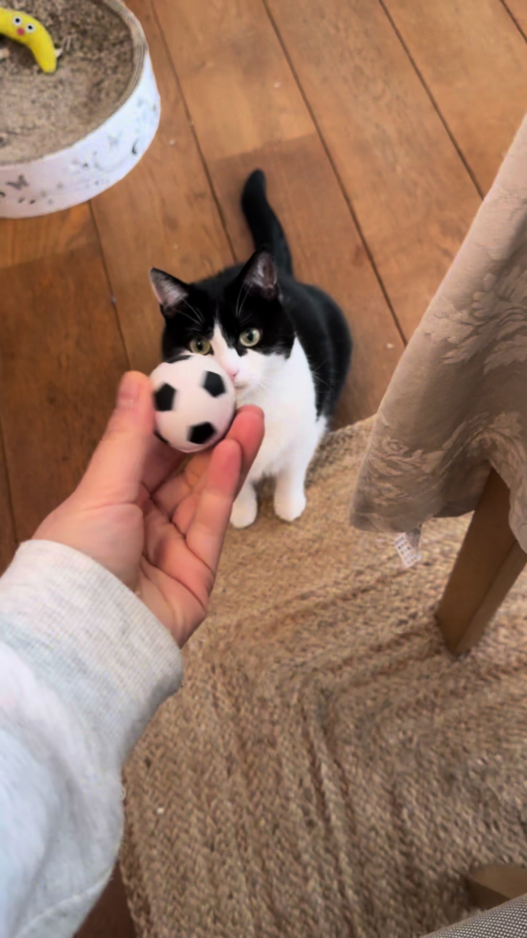 @Kobe the Kitty