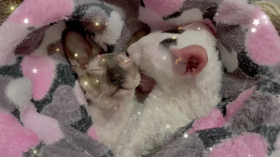 @patimolli_cattery