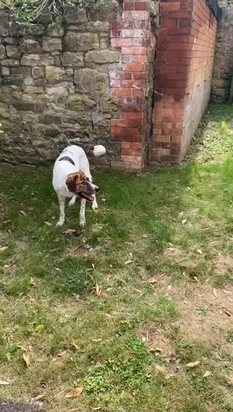 @Dog A.I.D.