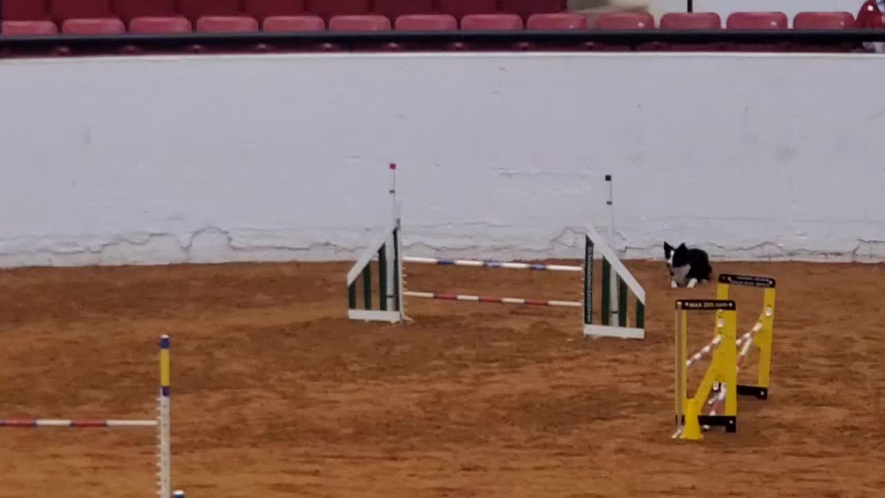 @Wickeddoghandler