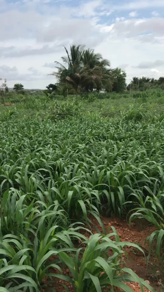 @Bramhanapalli sreehari143
