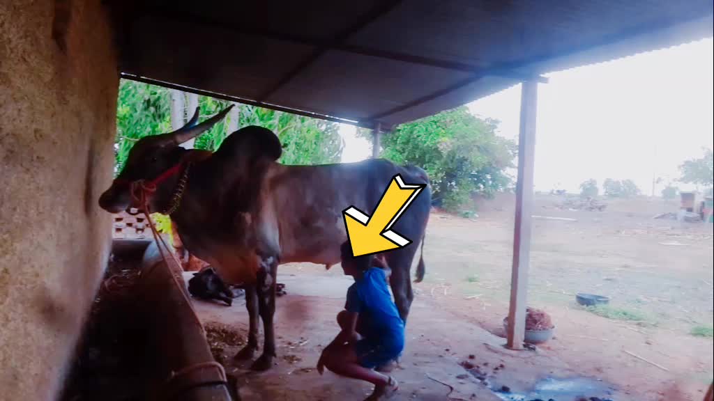 @bailgada sharyat