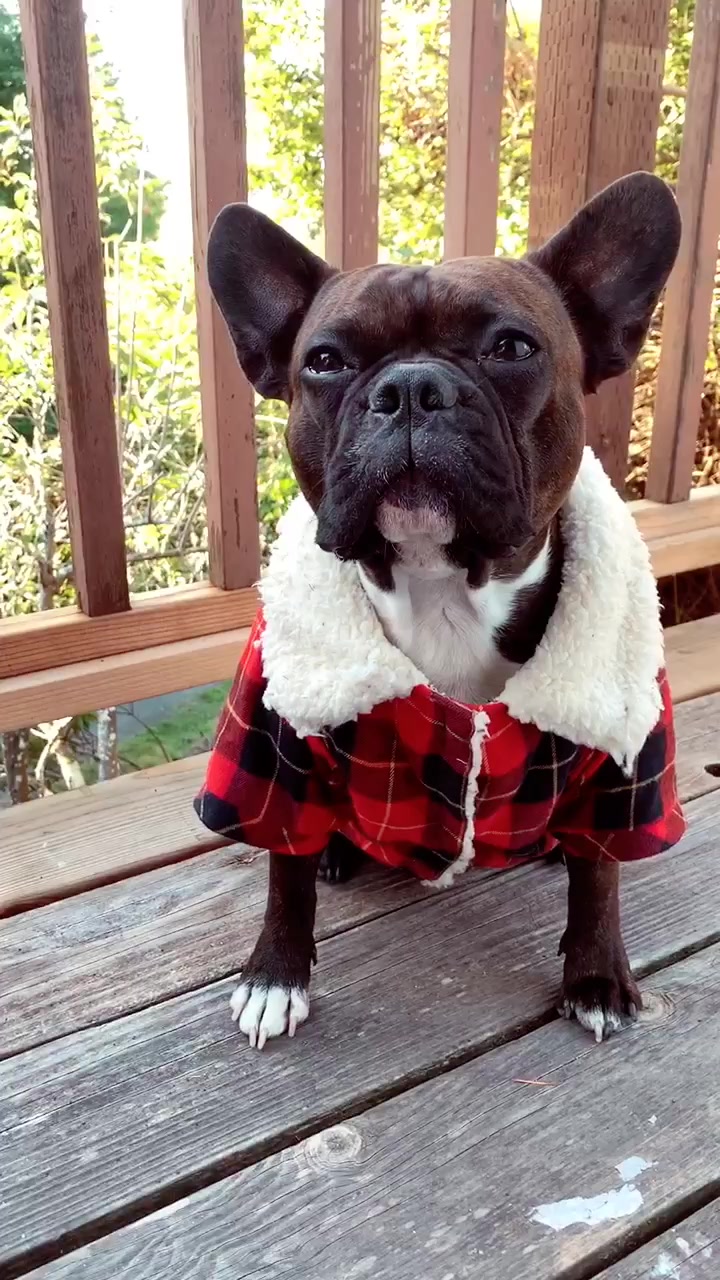 @wildlywinston