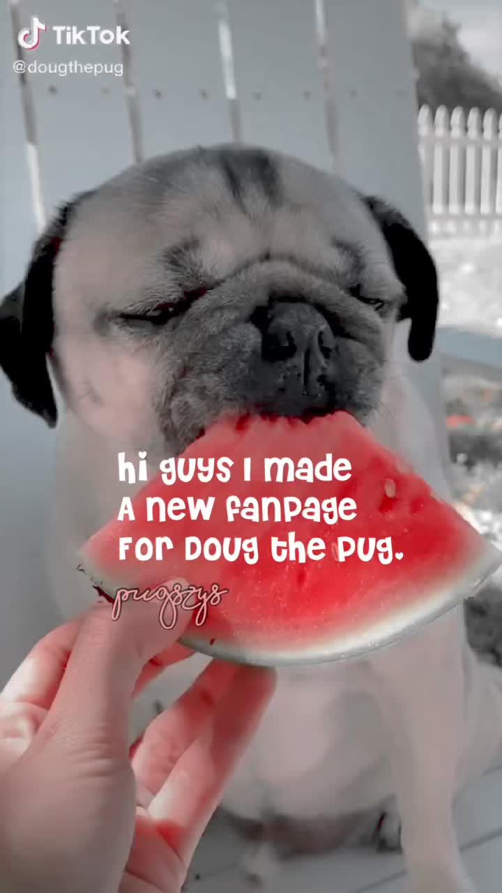 @Pugszys