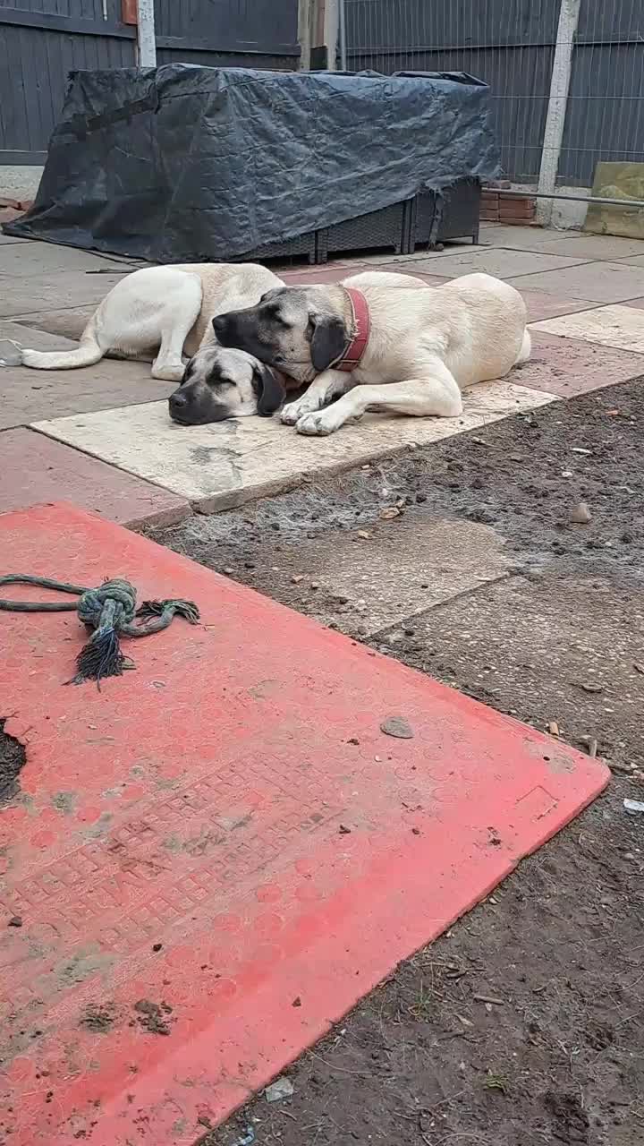 @essexkangals