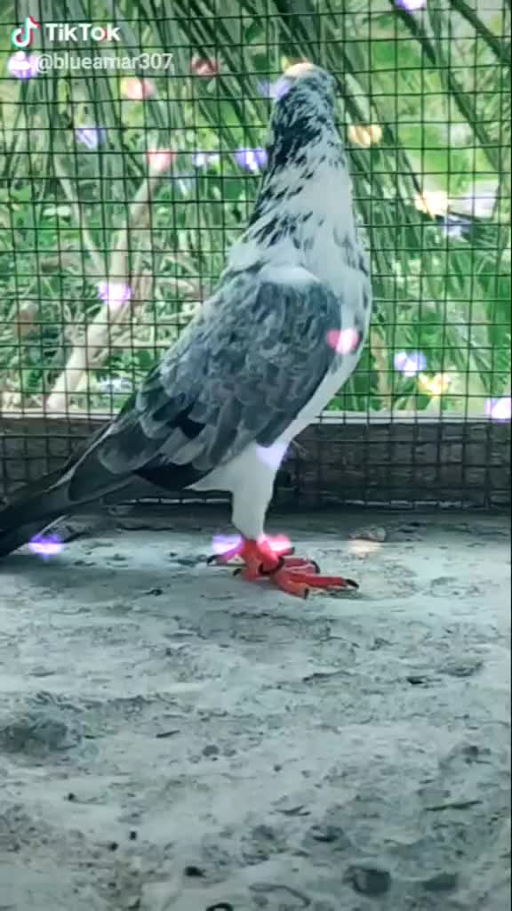 @Amar 307