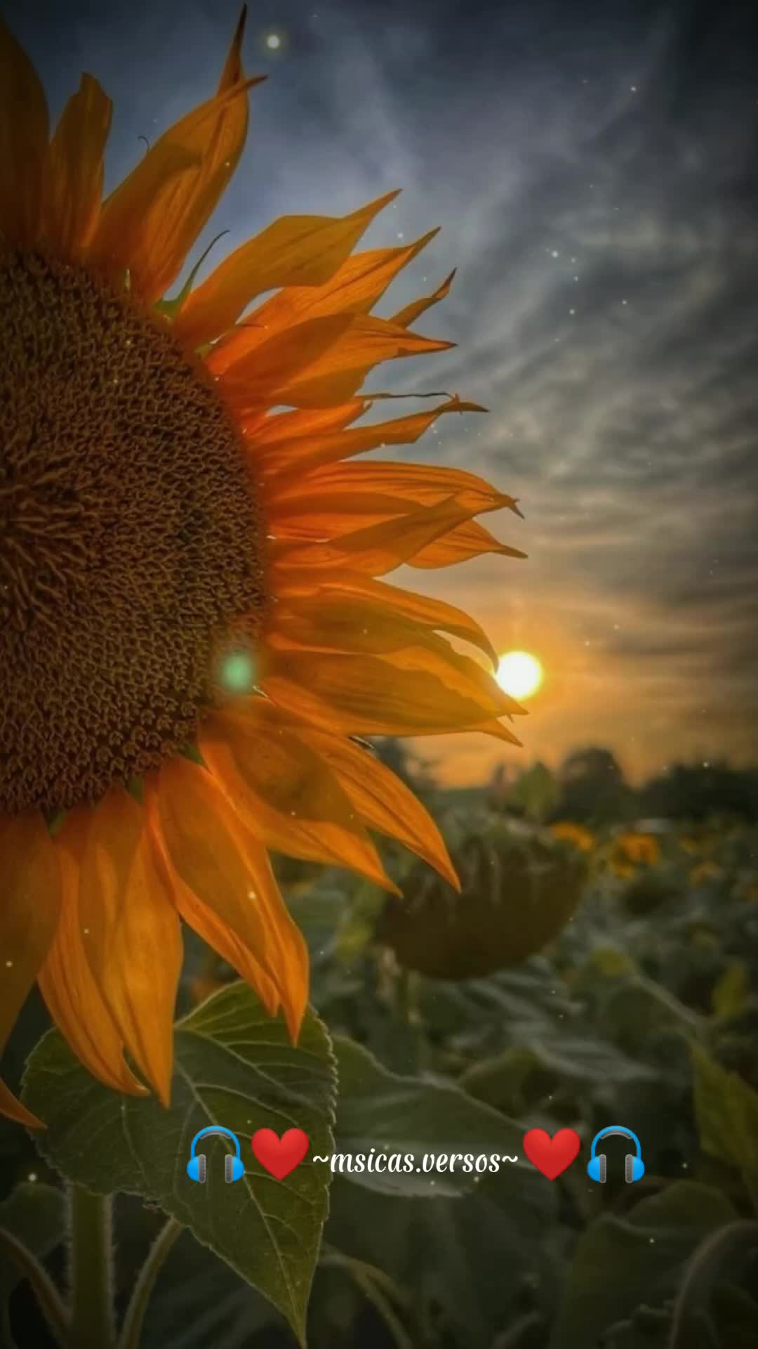 @M&uacute;sicas & Versos 🎶